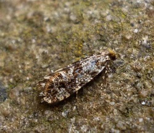 Triaxomera parasitella